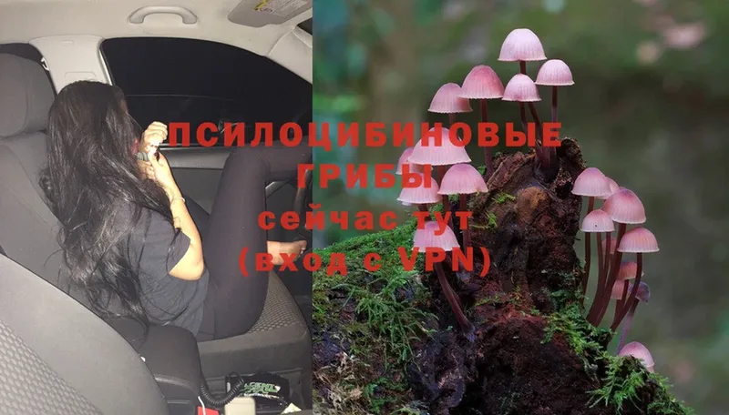 MEGA рабочий сайт  Ревда  Псилоцибиновые грибы Psilocybe 